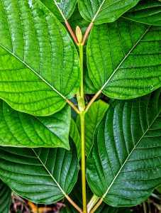 White Vein Vietnam Kratom leaf for sale 