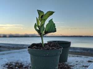 Wholesale Pink Vein Og bali Kratom   mitragyna speciosa cuttings