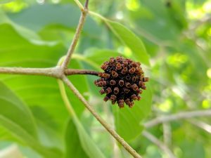 Red Vein Malay Kratom seed pods for sale free ship