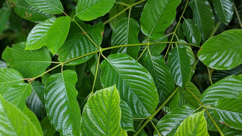 green fresh kratom leaf beautiful picture kratomleaf.us background