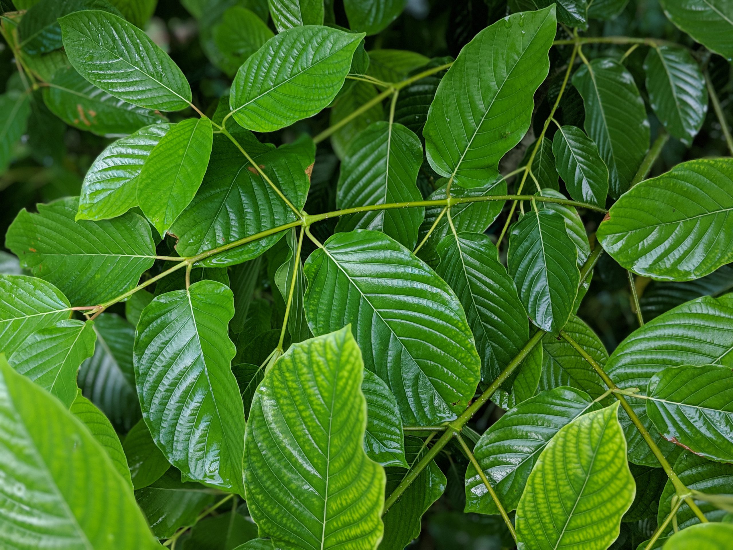 green fresh kratom leaf beautiful picture kratomleaf.us background