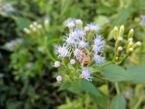 Pollinating Mexican Dream Herb Flowers