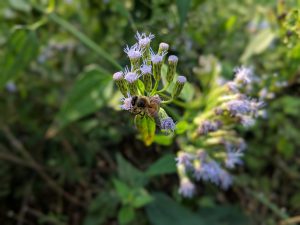 Bee Polinating Mexican Dream Herb Flower