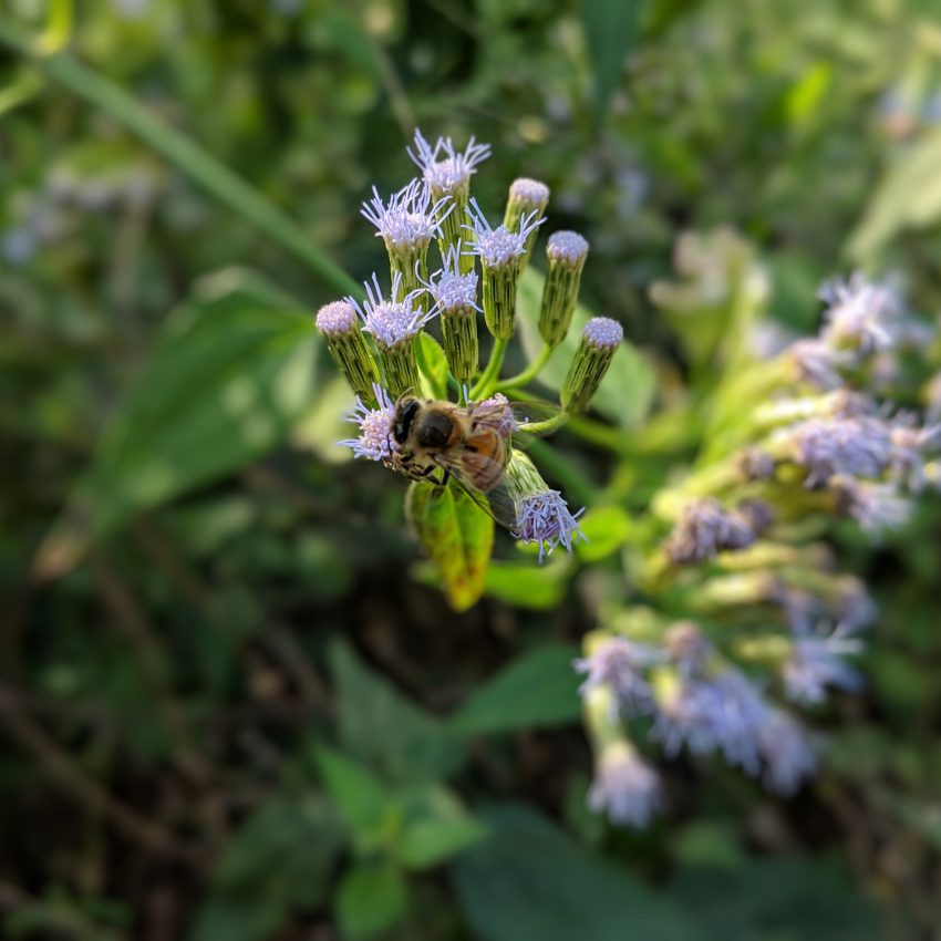 Bee Polinating Mexican Dream Herb Flower