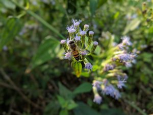 Bee on top of a Mexican Dream Herb Flower