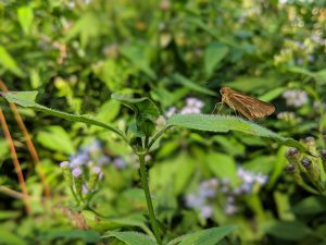 Moth Resting on a Mexican Dream Herb Leaf