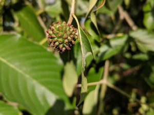 Buy Green Vein Vietnam Kratom seed pods