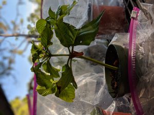 Green Vein Vietnam Kratom cuttings for sale 