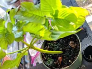 Green Vein Vietnam Kratom cuttings to buy