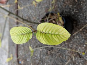 Wholesale Green Vein Vietnam Kratom Thai Kratom leaf 