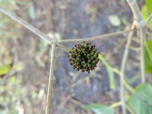 Wholesale Green Vein Vietnam Kratom   mitragyna speciosa seed pods