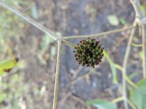 Buy Premium Horned Red Vein Kratom seed pods wholesale free ship