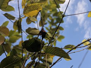 Buy Premium Horned Red Vein Kratom cuttings wholesale