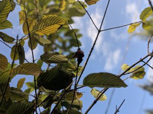 Buy Premium Horned Red Vein Kratom Thai Kratom leaf