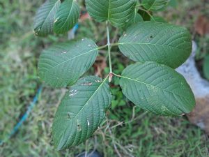 Premium Horned Red Vein Kratom cuttings