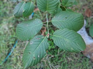 Maeng Da Thai Kratom for sale