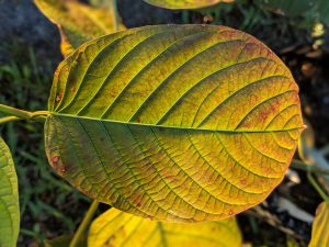 Buy Green Vein Vietnam Kratom Thai Kratom leaf wholesale