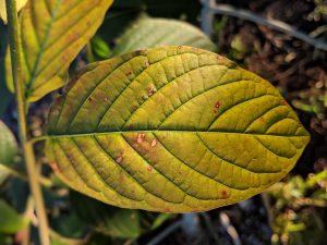 Premium Horned Red Vein Kratom leaf for sale freeship United States