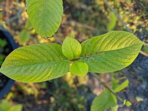 Wholesale Premium Horned Red Vein Kratom Thai Kratom leaf 