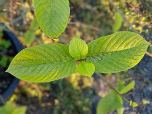 Wholesale Maeng Da Thai Kratom cuttings 