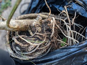 Hydroponic Kratom tree in a trash bag being transported