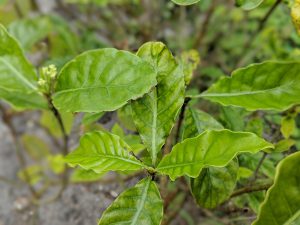 How to make  ayahuasca with  psychotria viridis  