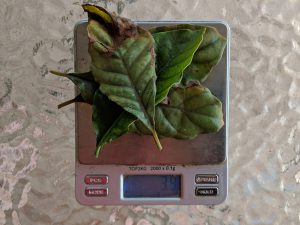 Weighing 3 fresh p. viridis leaf on a scale