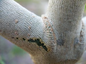 Pealed back kratom bark exposing skin underneath