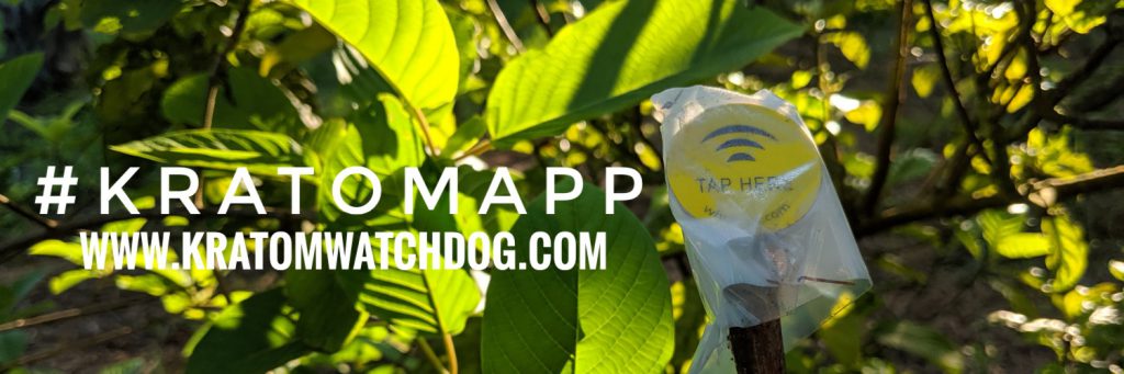 Testing Plant locations before planting kratom trees