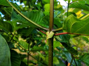 Kratom Rooting Stages