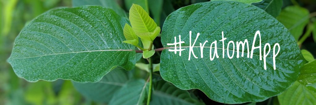 Ruth Stout method on kratom tree - Planting Worms and coconut husks