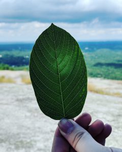 Red Vein Malay Kratom leaf free ship