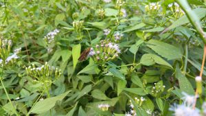 Moth Sitting on Mexican Dream Herb Flower