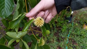 Little Fly on a kratom seed pod