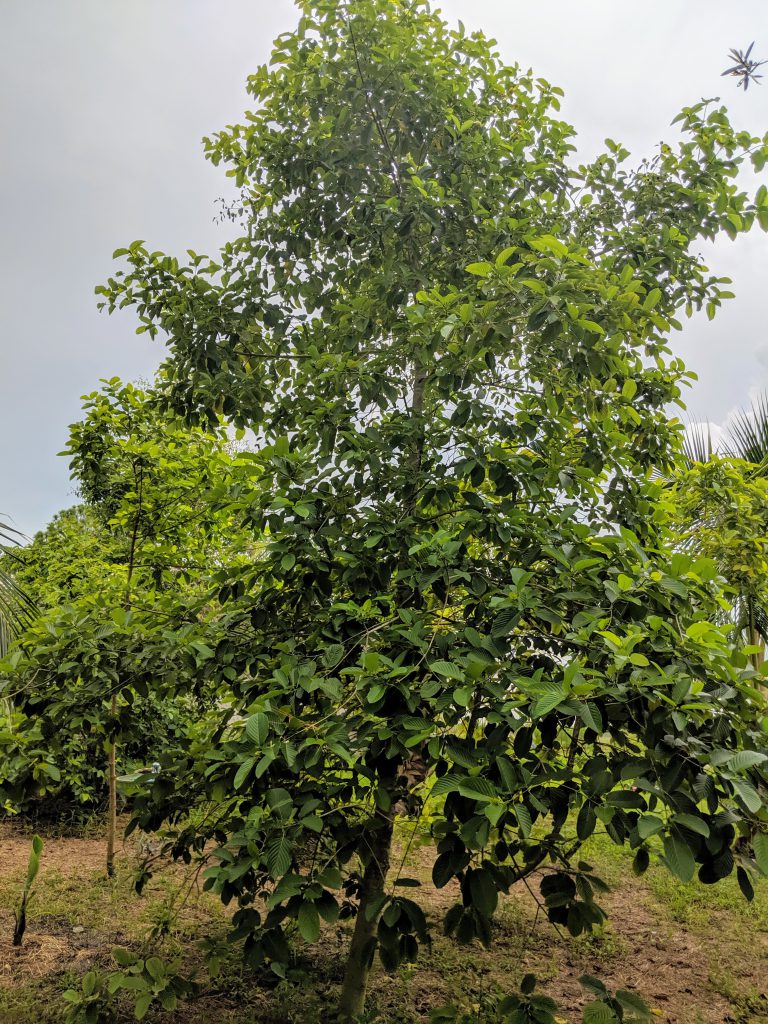 Dropping Coconut Husks Before Planting a Kratom Tree