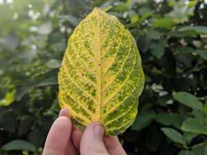 First Kratom Cuttings off of a Kratom tree