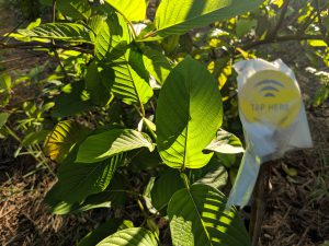 Kratom Cuttings