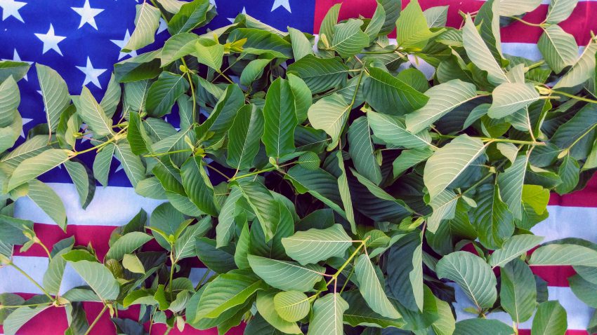 Buy Red Vein Malay Kratom cuttings wholesale freeship