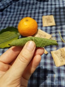 fresh kratom leaf with sugar rolled up