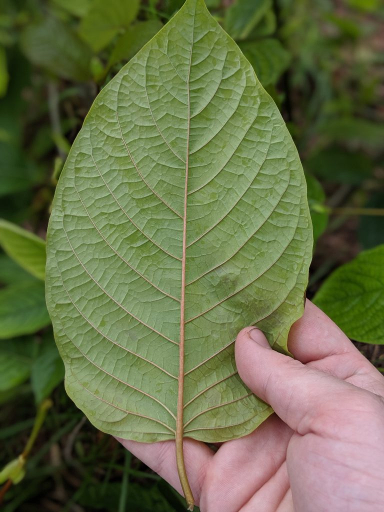 Pulling Kratom Tree out of a car and inspecting it