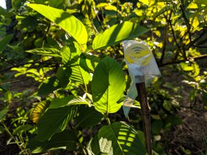 Kratom Cuttings