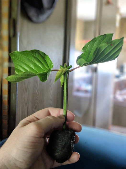 Unrooted Kratom Cutting