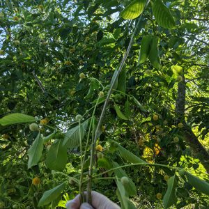 unrooted flowering kratom cutting take from a tree