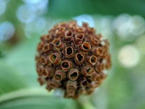 Kratom seed pod