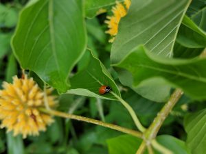 White Vein Vietnam Kratom