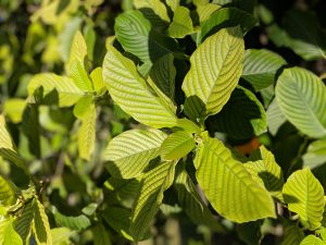 Tons of Kratom cuttings available to take off the tree