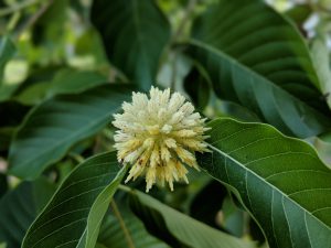 Seed pod develop