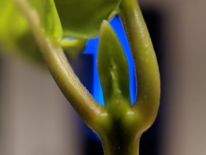 Small Kratom cutting