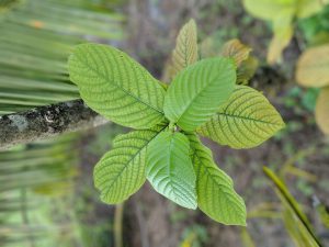 Buy White Vein Vietnam Kratom mitragyna speciosa powder