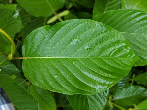 White Vein Vietnam Kratom leaf for sale freeship